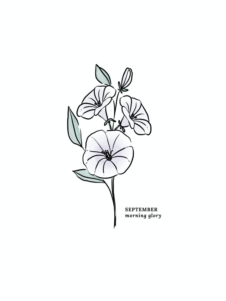 September Morning Glory Birth Flower