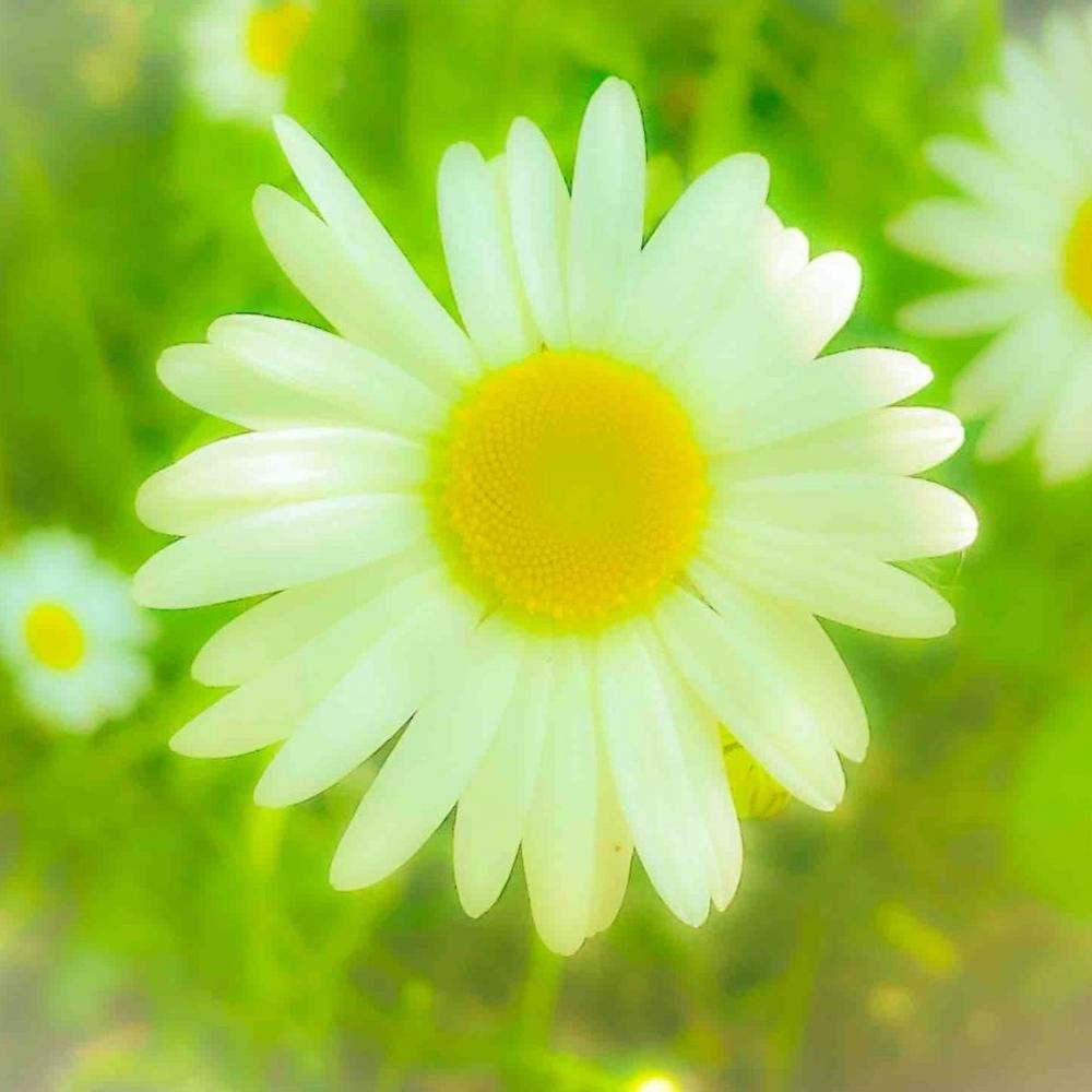 Daydream Daisy