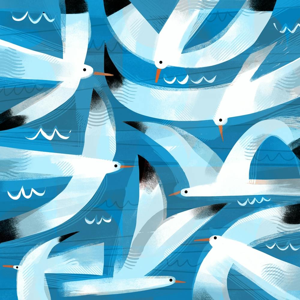 Gulls