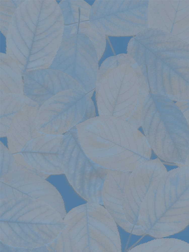 Autumn Leaves Nocturnal