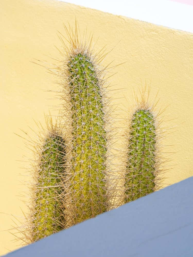 Cactus in front of pastel yellow wall