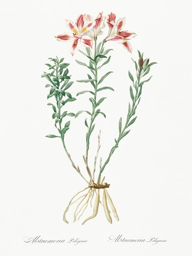 Lily Of The Incas, Pierre Joseph Redoute