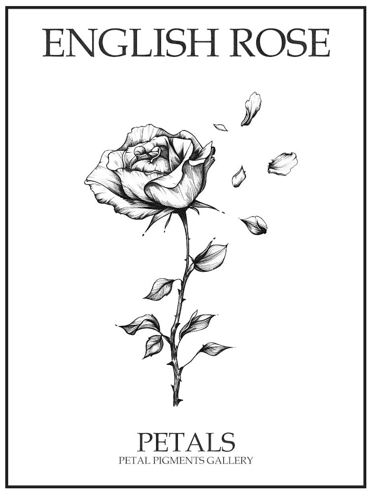 English Rose Petals Line Drawing 4 Poster