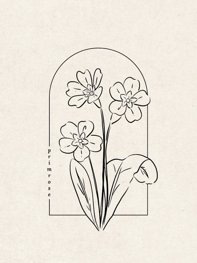 Primrose Flower