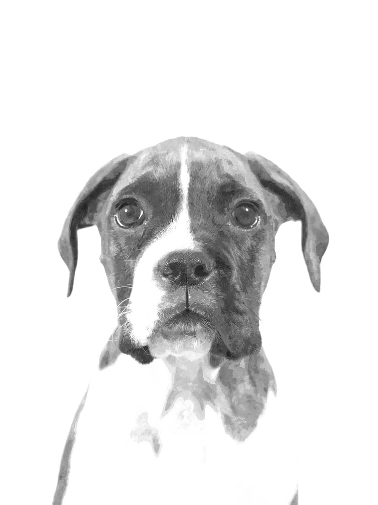 Black and White Boxer Dog Watercolor 
