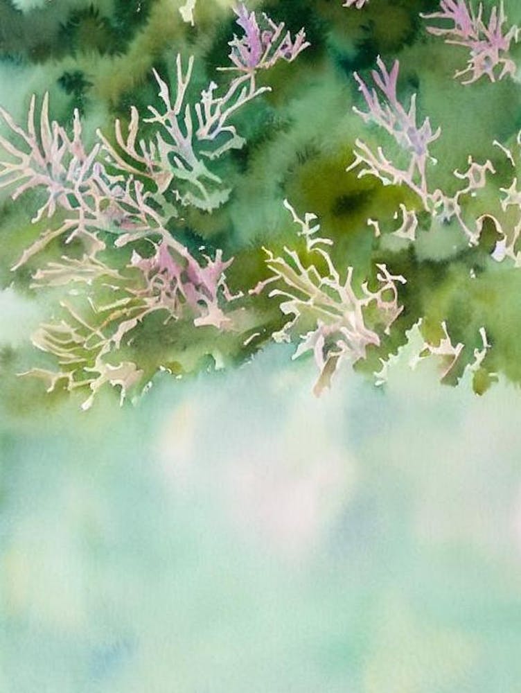 Acropora Rongelapensis Ii Storybook Watercolour