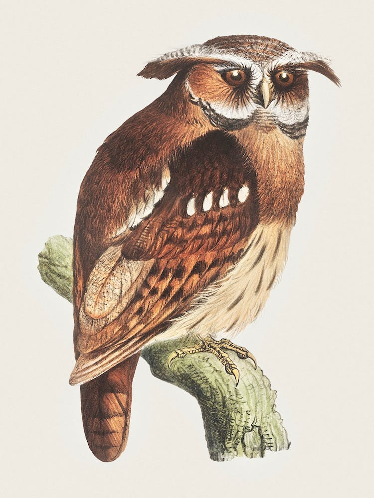 Owl On A Branch (Bubo Lettii), Theo Van Hoytema