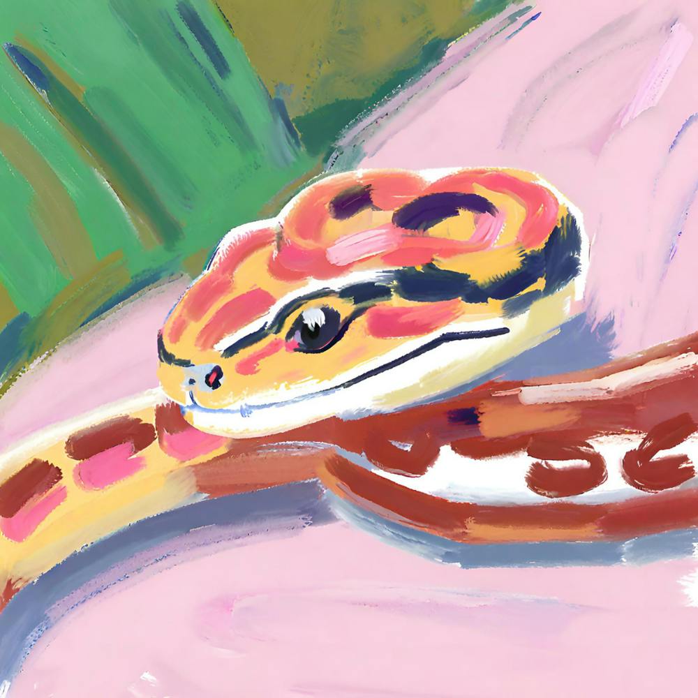 Corn Snake 06