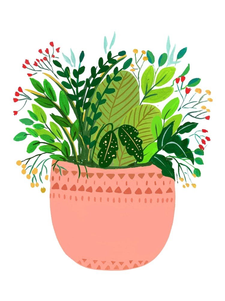 Assorted Potted Plants Eila