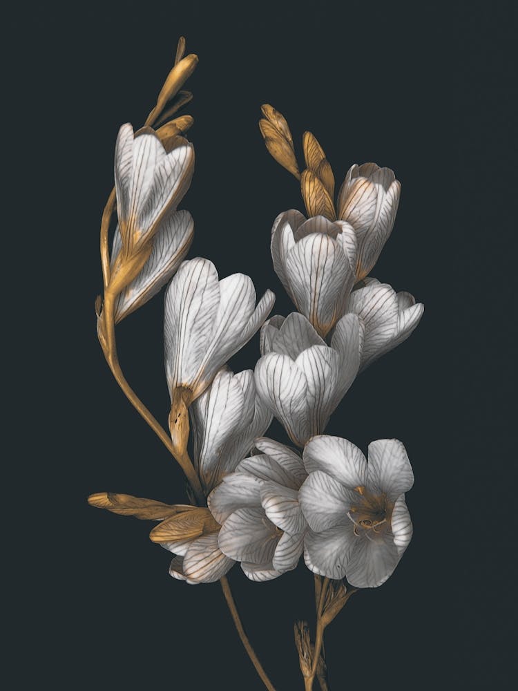 Night Flowers
