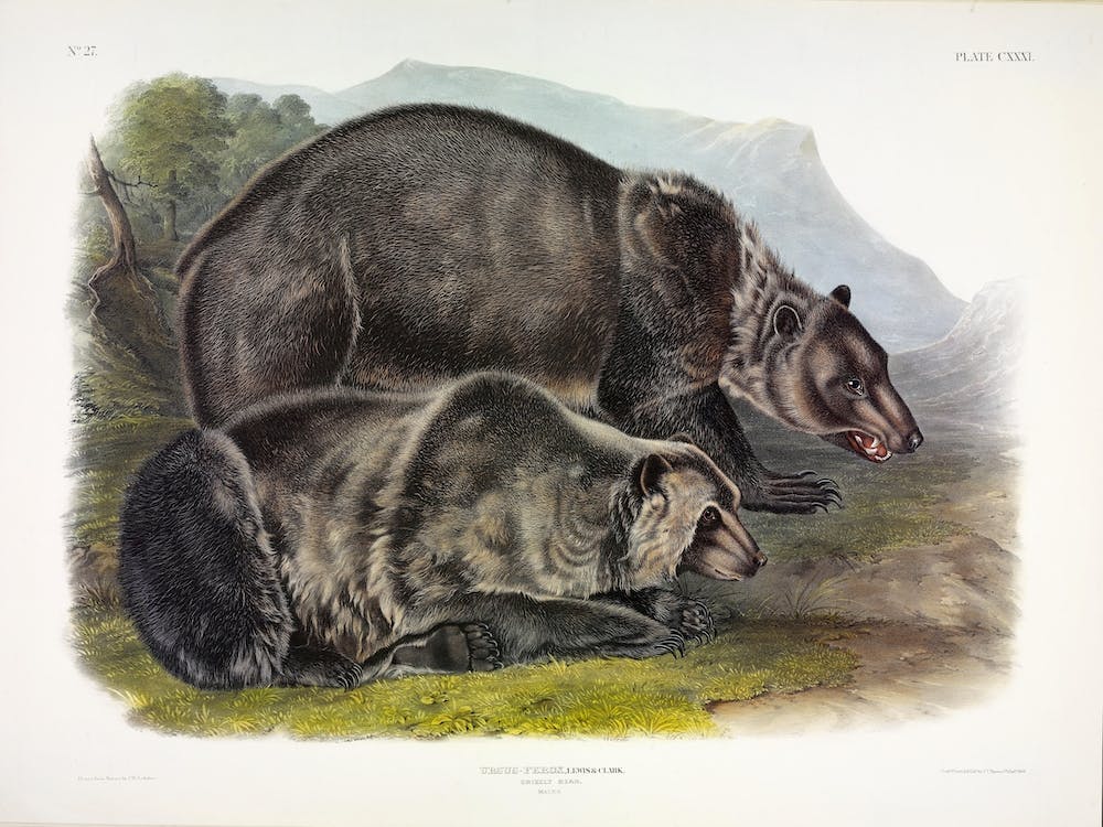 Grizzly Bear, John James Audubon