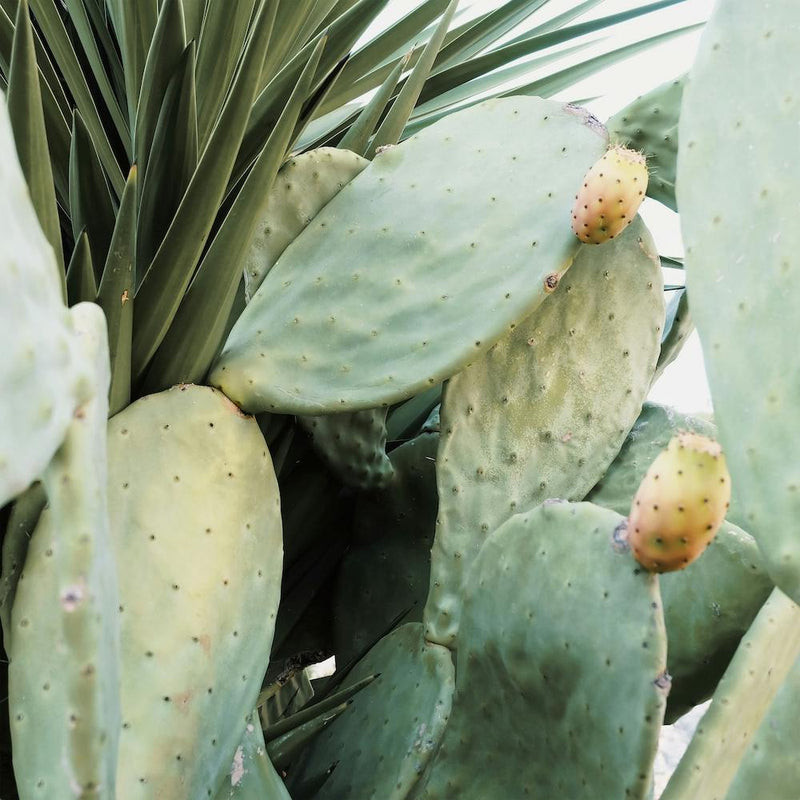 Vue de Cactus du Désert