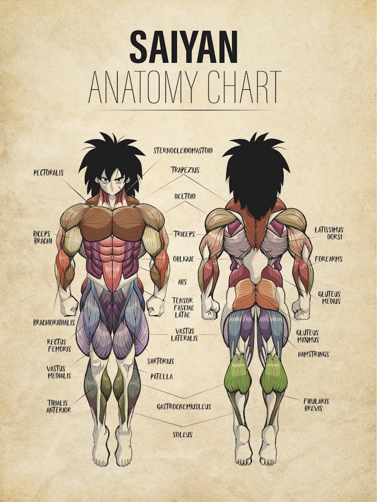 Broly Anatomy Dragon ball Super Vintage
