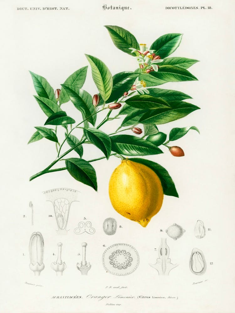 Lemon (Citrus Limonium), Charles Dessalines D' Orbigny