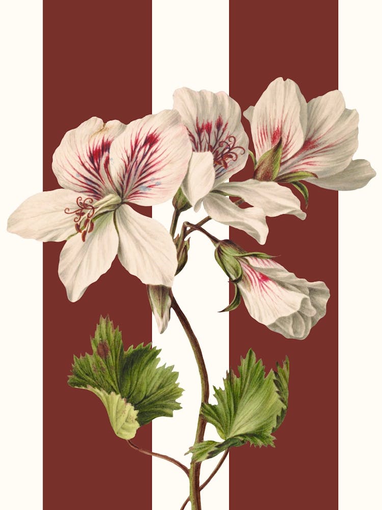 Orchid Print