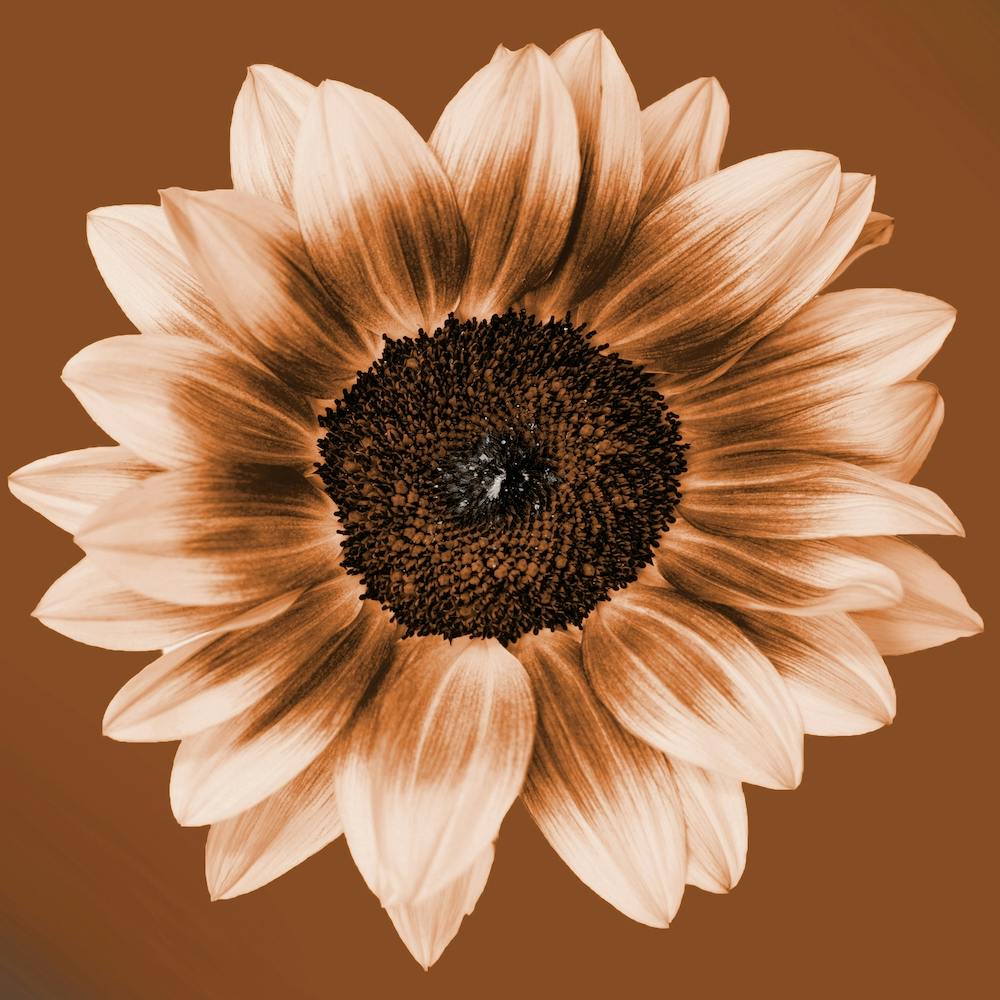 Rustic Sunflower Square
