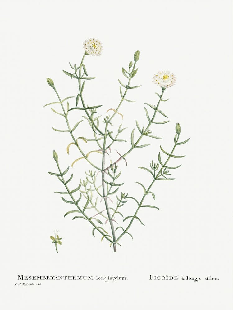 Mesembryanthemum Longistylum From Histoire Des Plantes Grasses (1799), Pierre Joseph Redoute