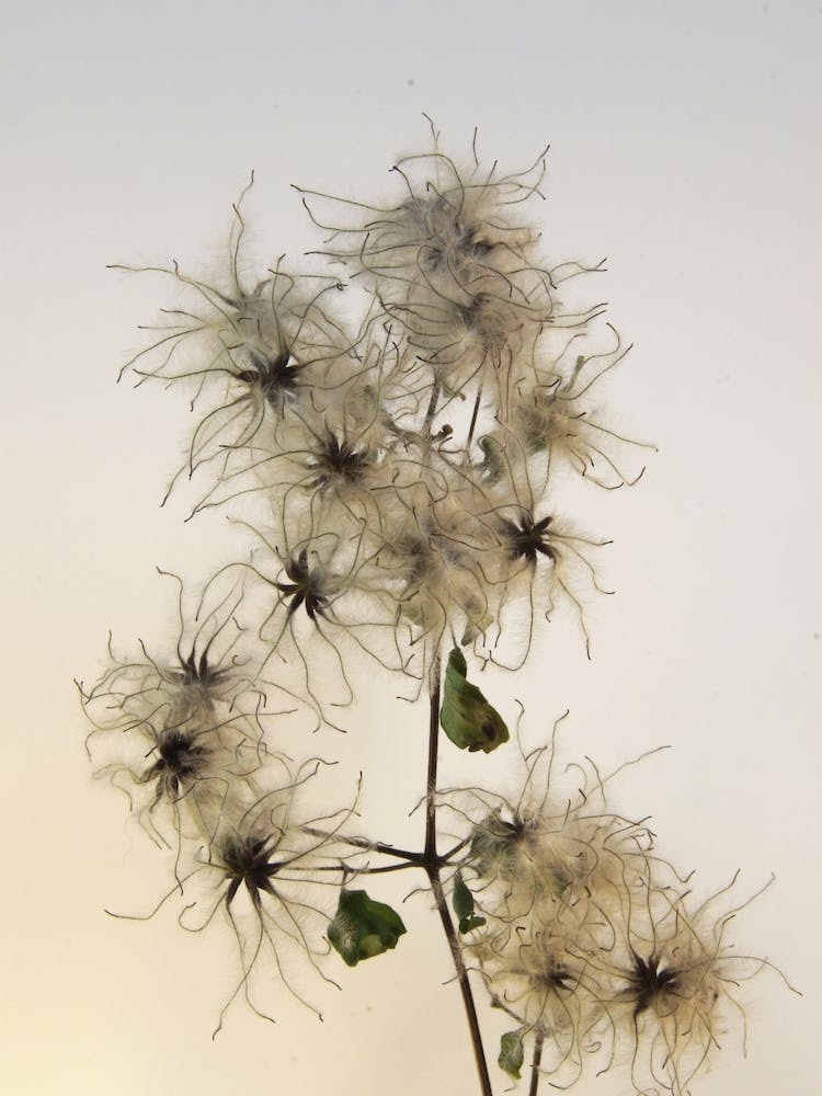 Florales · Plant End 7