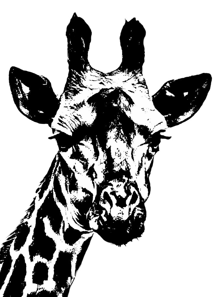 Giraffe in Schwarz-Weiß