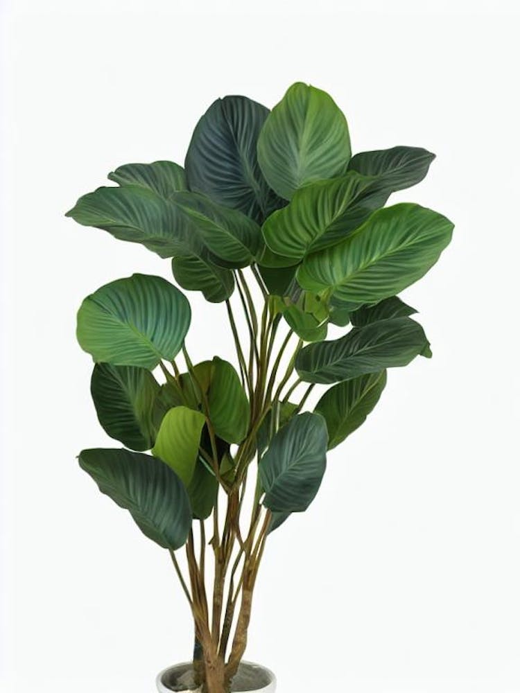 Peacock Plant (Calathea Makoyana) Watercolor