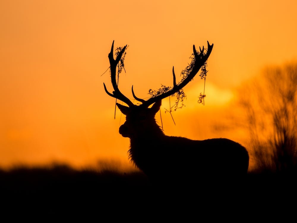 Red Deer Stag Silhouette