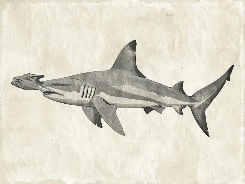 Hammerhead Shark Grey Silhouette 11