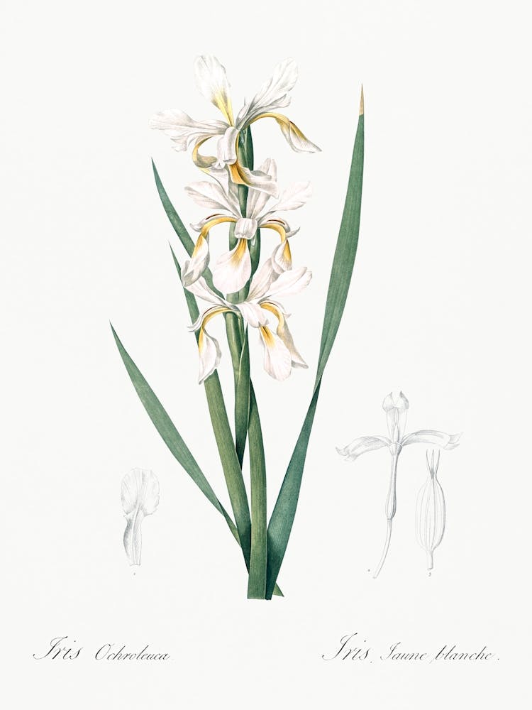 Yellow Banded Iris Illustration From Les Liliacées (1805), Pierre Joseph Redoute 1