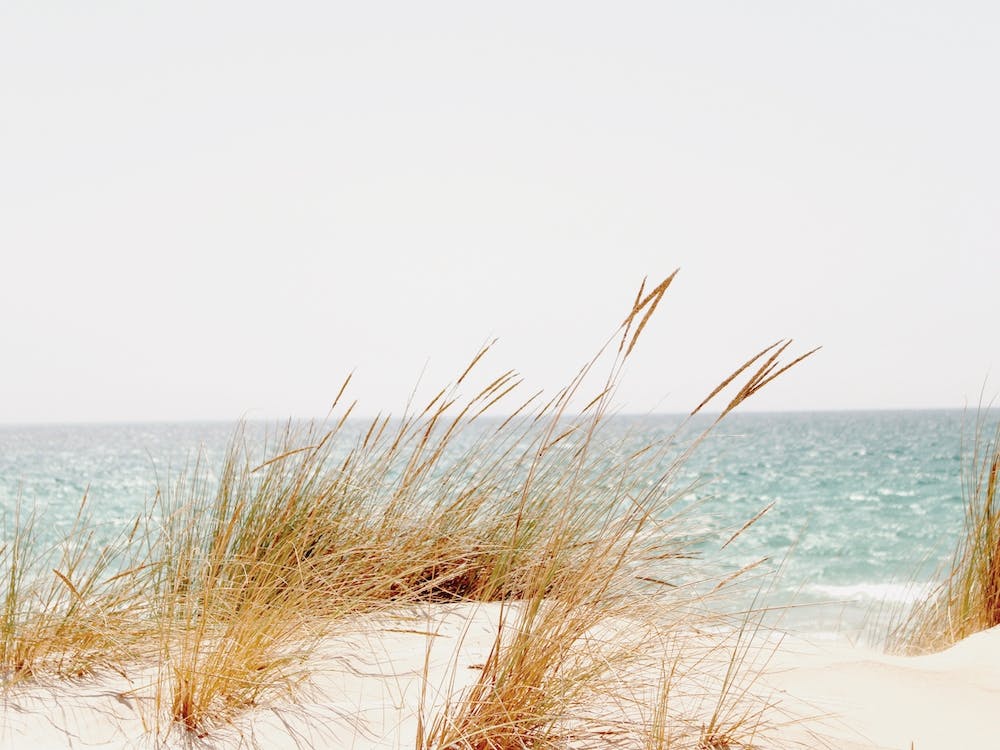 Sand Dune Grass