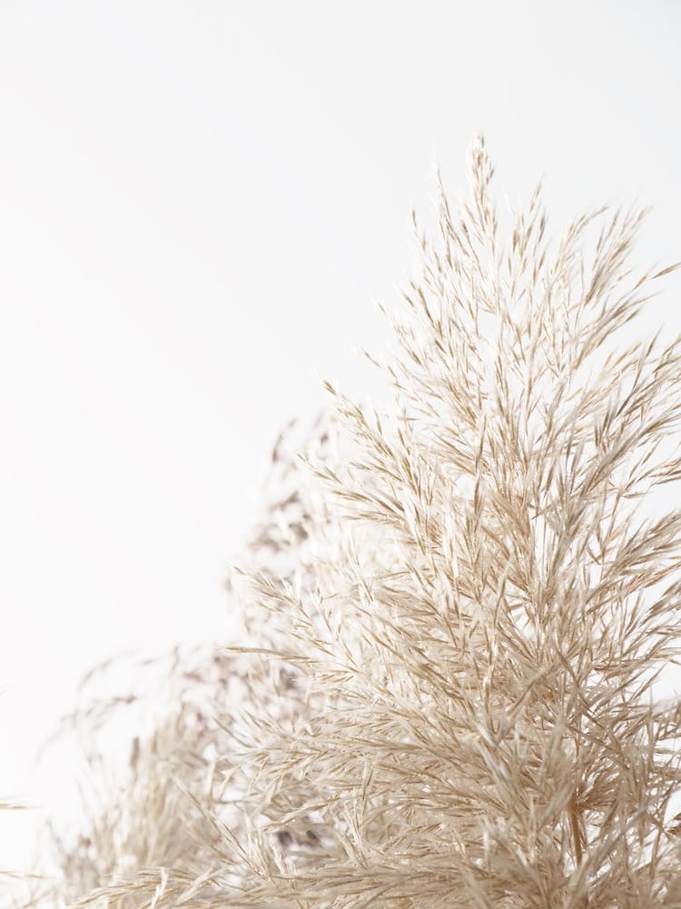 Dried Wheat Grass