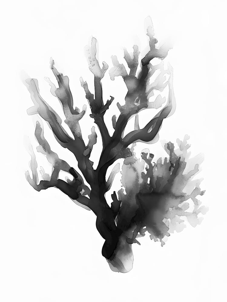 Black And White Coral 2