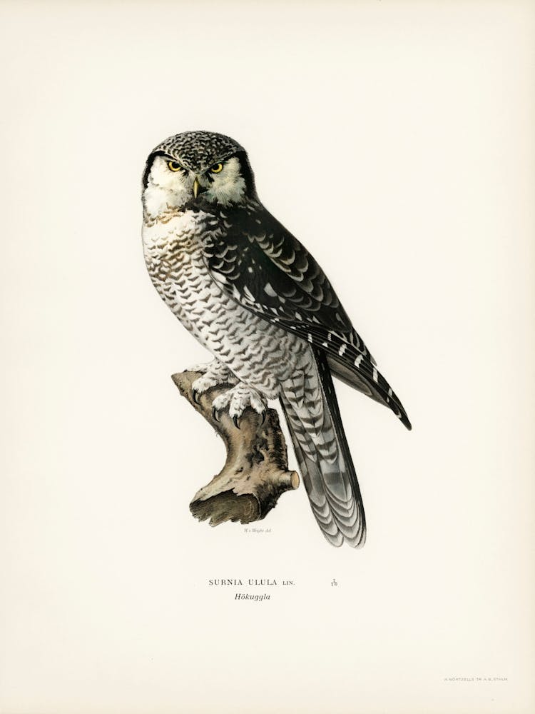 Northern Hawk Owl, The Von Wright Brothers