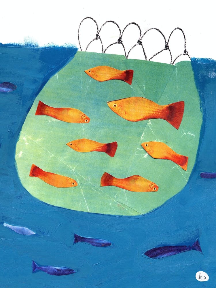 Goldfish