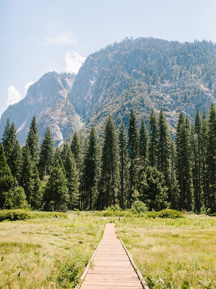 National Parks Yosemite Trees 1