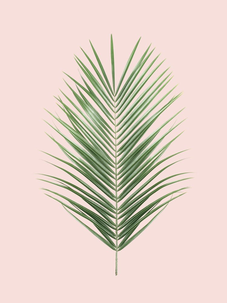 Feuille de Palmier Rose Poudré