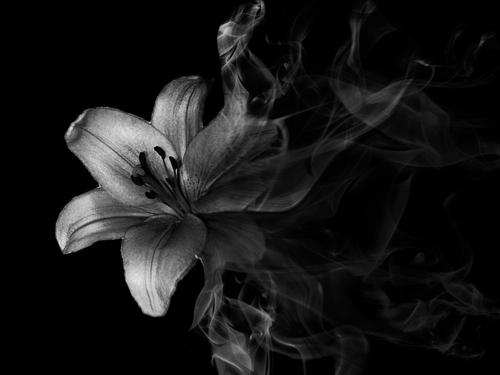 Smoke Lily