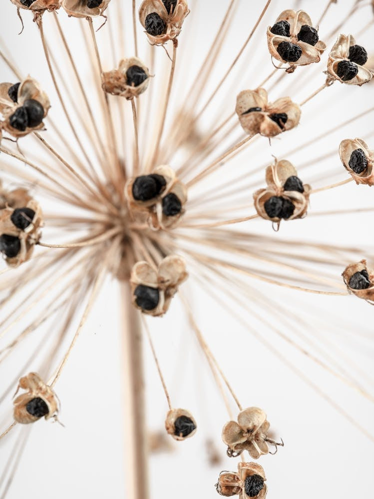 Dried Flower_2191090