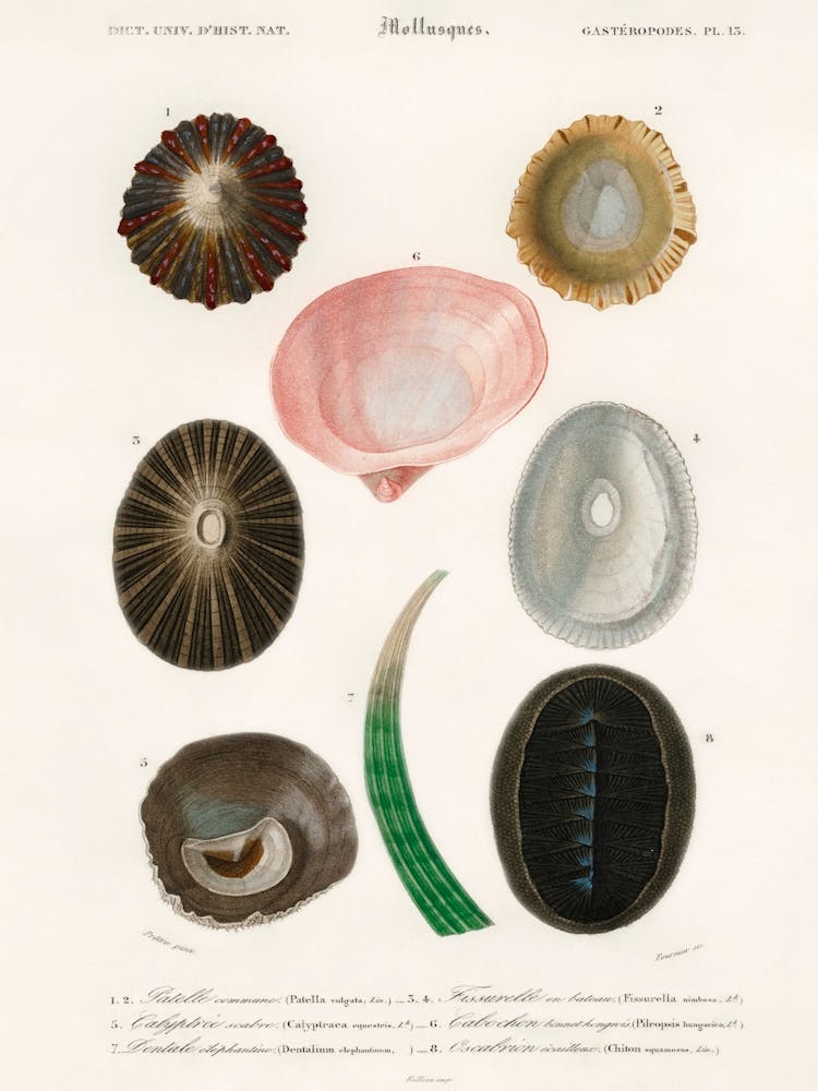 Different Types Of Mollusks, Charles Dessalines D'Orbigny 6