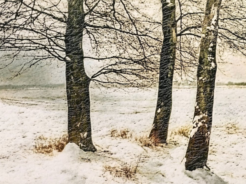 Three Birch Trees In Snow