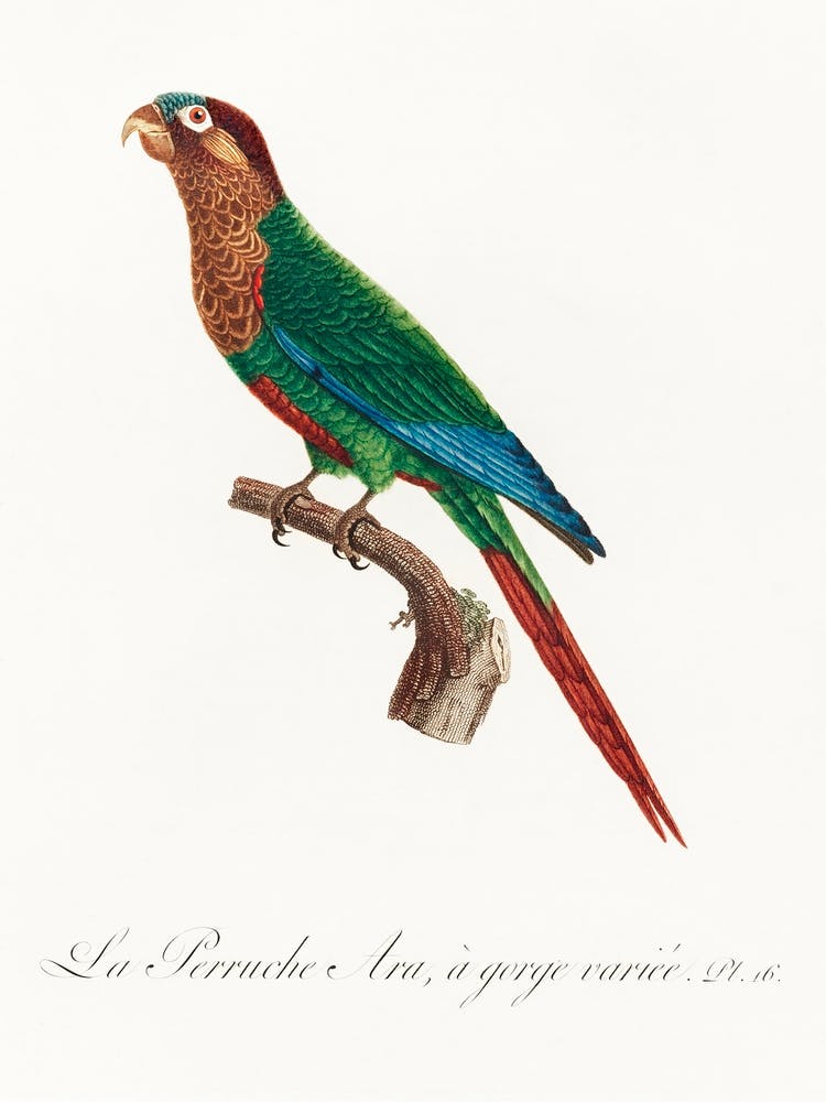 Wave Breasted Parakeet From Natural History Of Parrots, Francois Levaillant