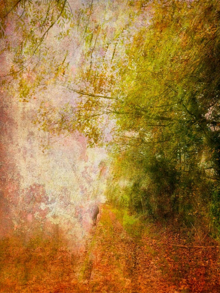 Autumnal Countryside Walk
