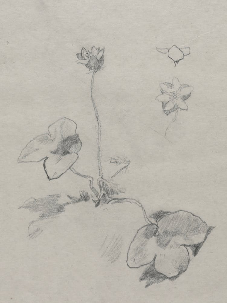 Lotus Flower 2