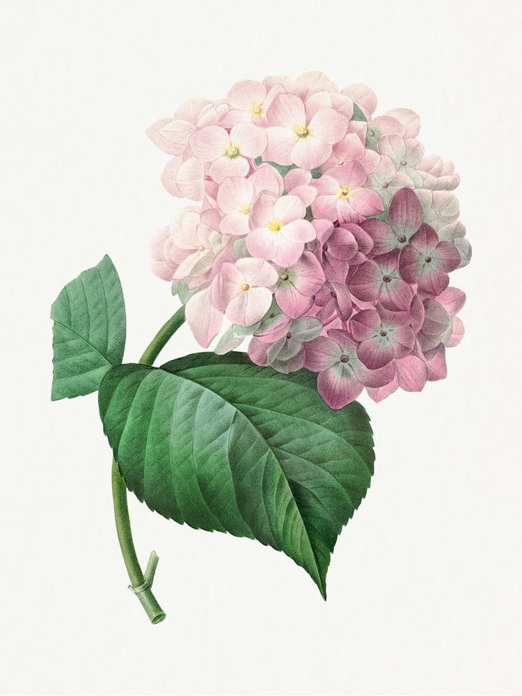 Hydrangea, Pierre Joseph Redouté