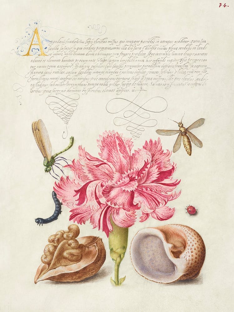 Damselfly, Carnation, Insect, Caterpillar, Ladybird, English Walnut, And Marine Mollusk From Mira Calligraphiae Monumenta, Joris Hoefnagel