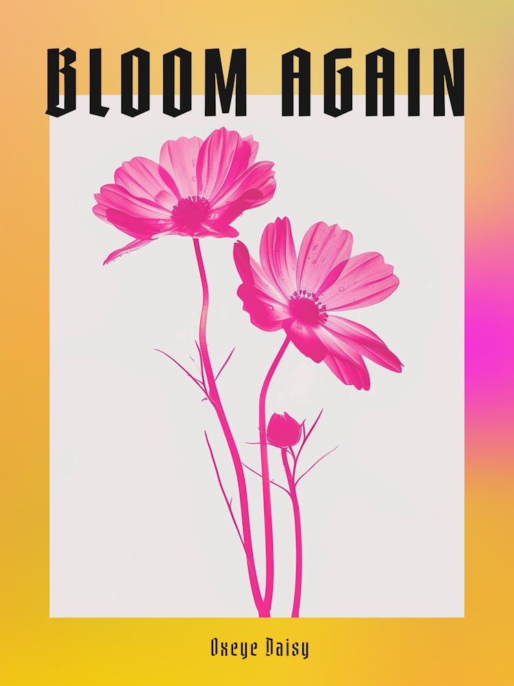 Hot Pink Oxeye Daisy 1 Poster