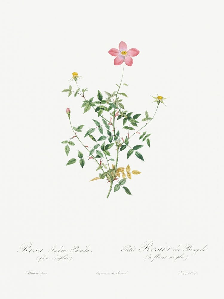 Single Dwarf China Rose, Pierre Joseph Redoute