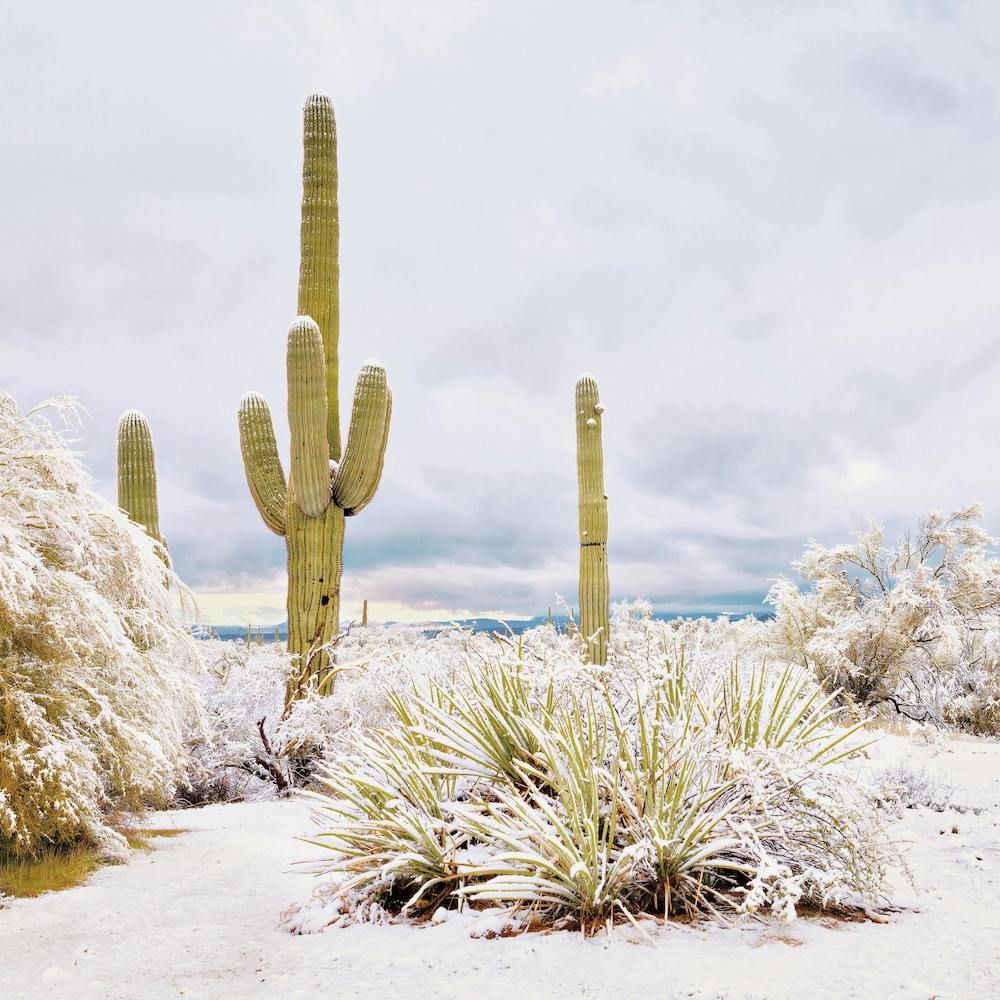 Blanket Of Snow In Desert