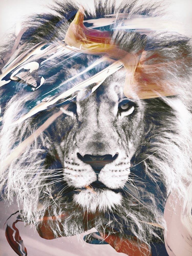 Lion 6