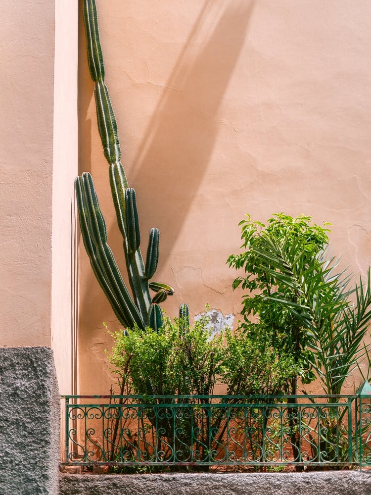 Cactus Plants against pink Wall in Fes, Morocco | Colorful travel photography