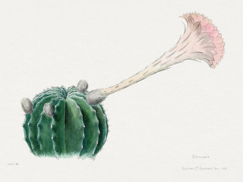 Easter Lily Cactus, Familie Der Cacteen 1