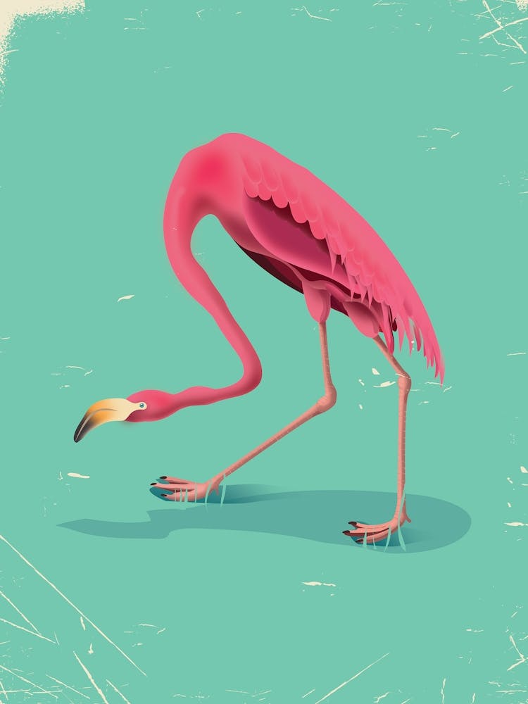 Flamingo